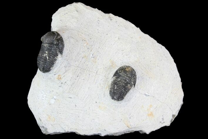 Bargain, Pair Of Gerastos Trilobite Fossils - Morocco #146283